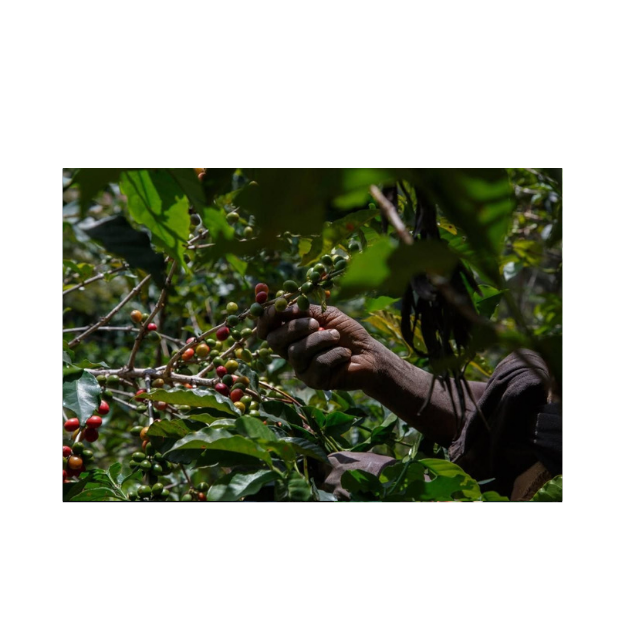 woman Harvesting coffee